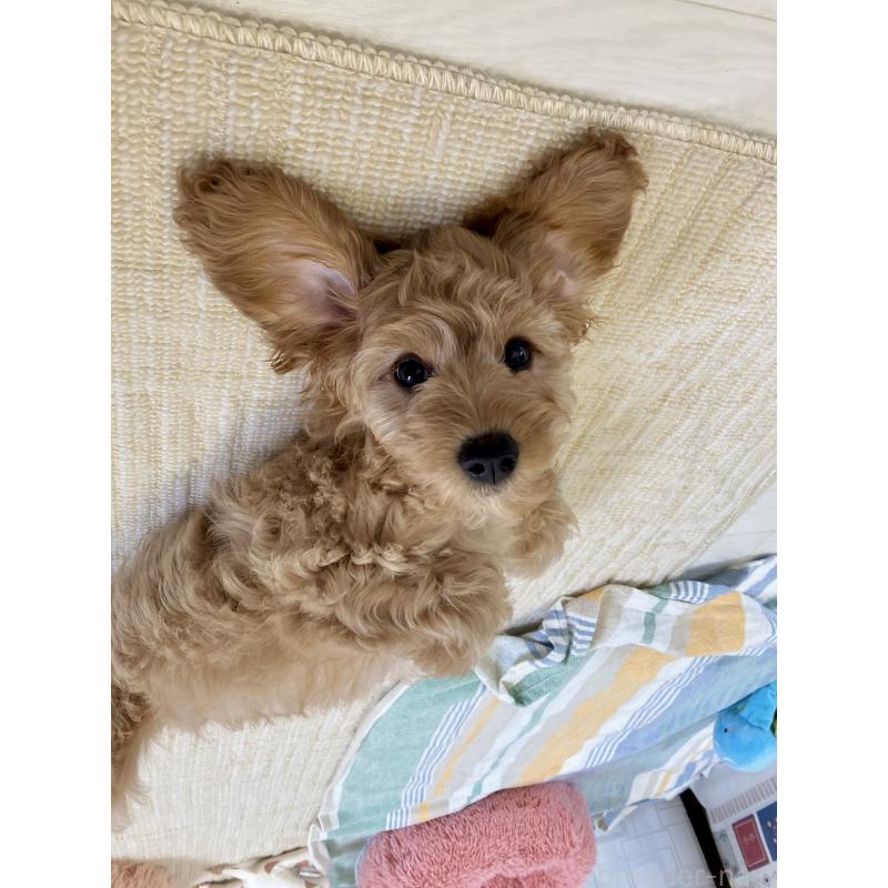 販売中の福岡県のキャバプー:キャバリア×トイプードル-431069の12枚目