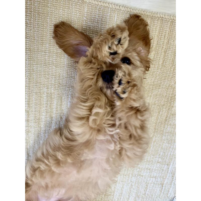 販売中の福岡県のキャバプー:キャバリア×トイプードル-431069の11枚目