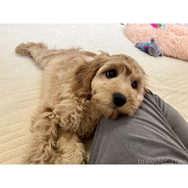 販売中の福岡県のキャバプー:キャバリア×トイプードル-431069の9枚目