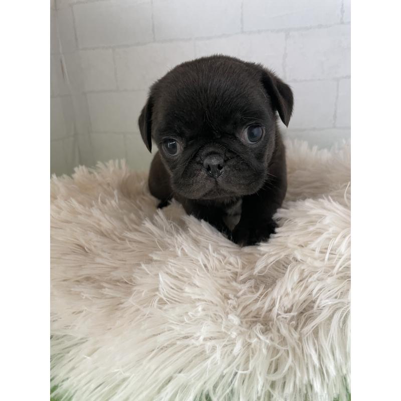 販売中の千葉県のパグ-450668の2枚目