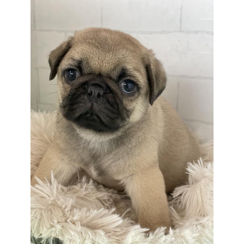 販売中の千葉県のパグ-450667の2枚目