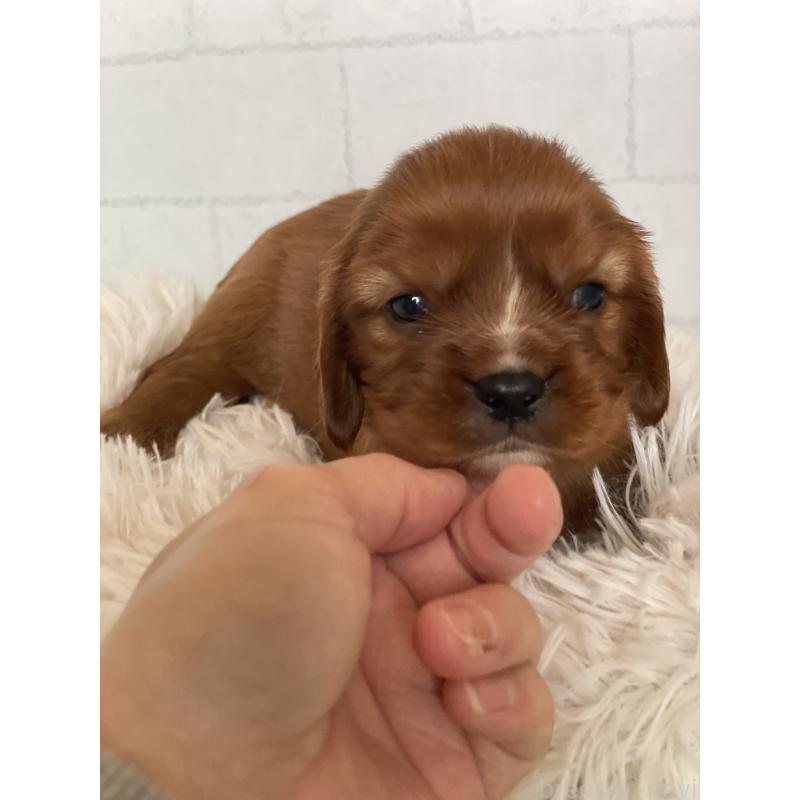 販売中の千葉県のキャバリアキングチャールズスパニエル-450666の2枚目