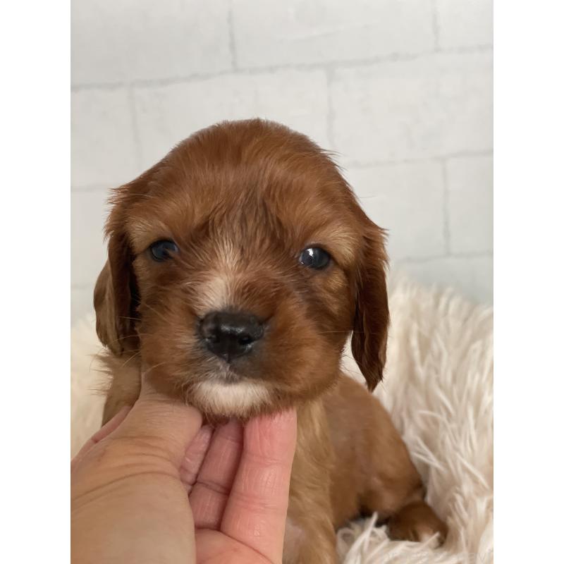 販売中の千葉県のキャバリアキングチャールズスパニエル-450665の3枚目