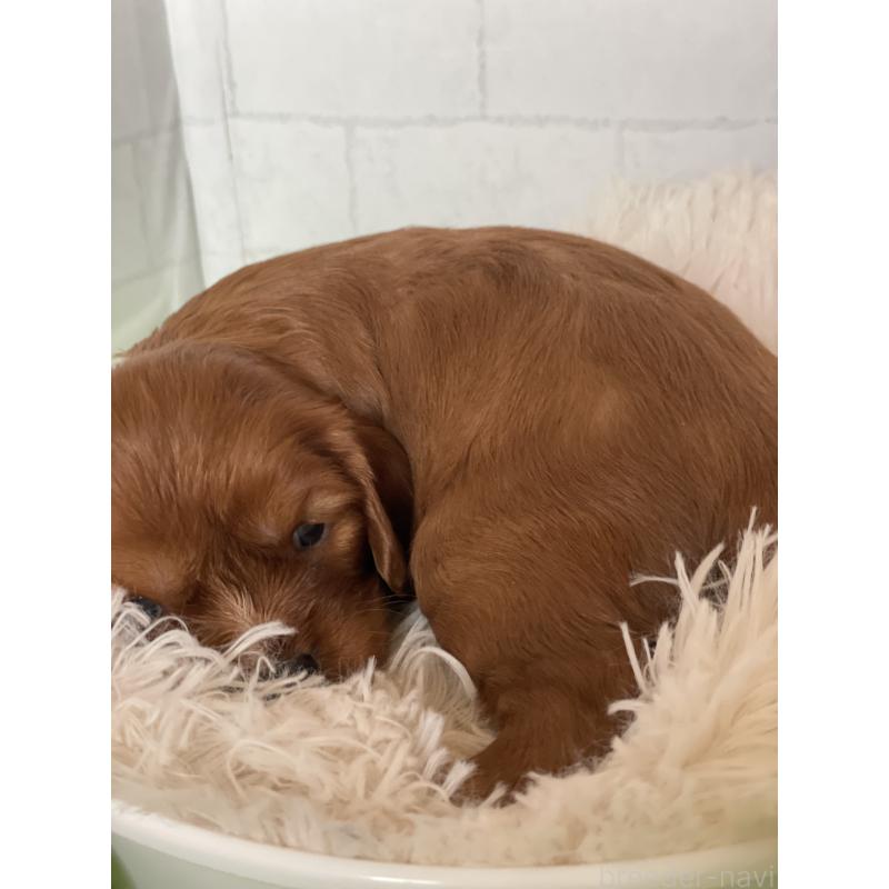 販売中の千葉県のキャバリアキングチャールズスパニエル-450665の2枚目