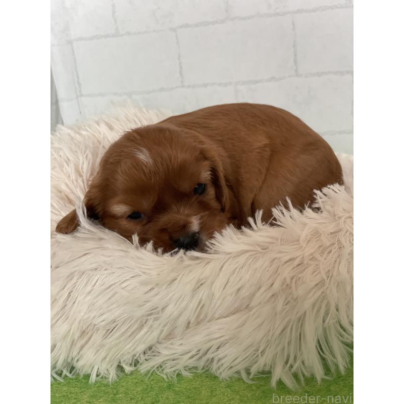 販売中の千葉県のキャバリアキングチャールズスパニエル-450664の2枚目