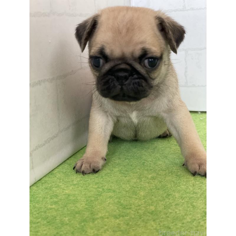 販売中の千葉県のパグ-450663の2枚目