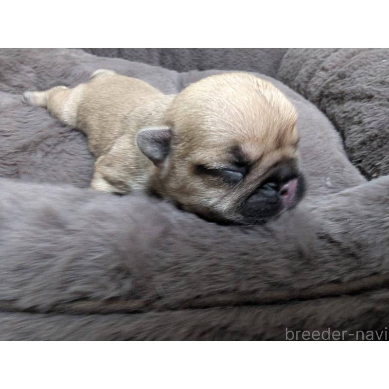 販売中の愛媛県のフレンチブルドッグ-450661の4枚目