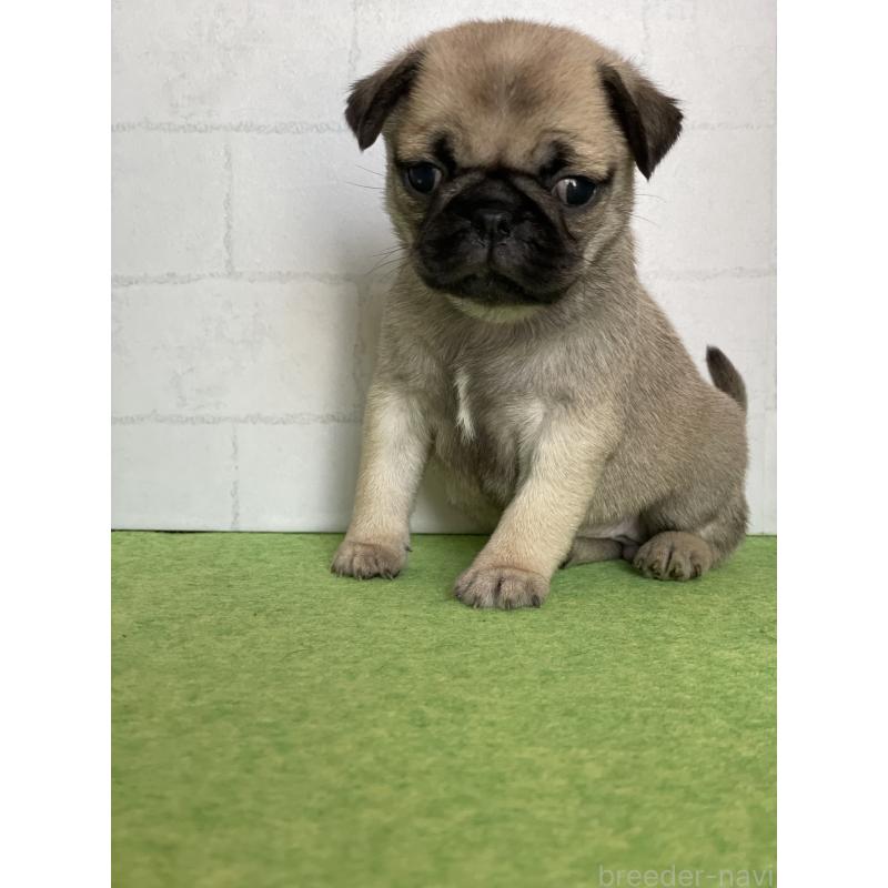 販売中の千葉県のパグ-450662の2枚目