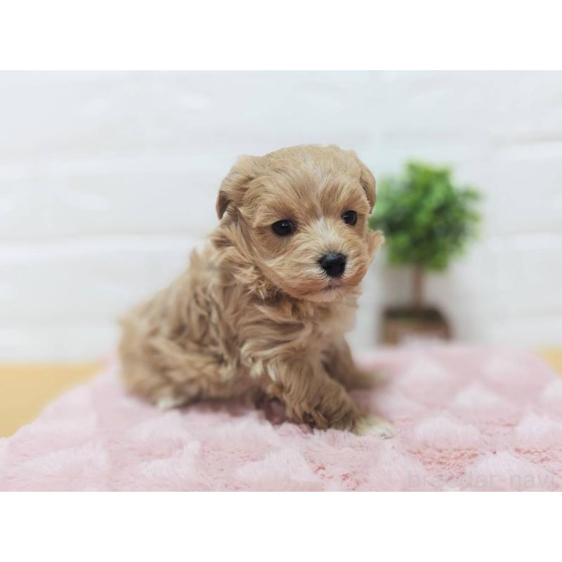 販売中の山形県のマルプー:マルチーズ×トイプードル-450670の2枚目