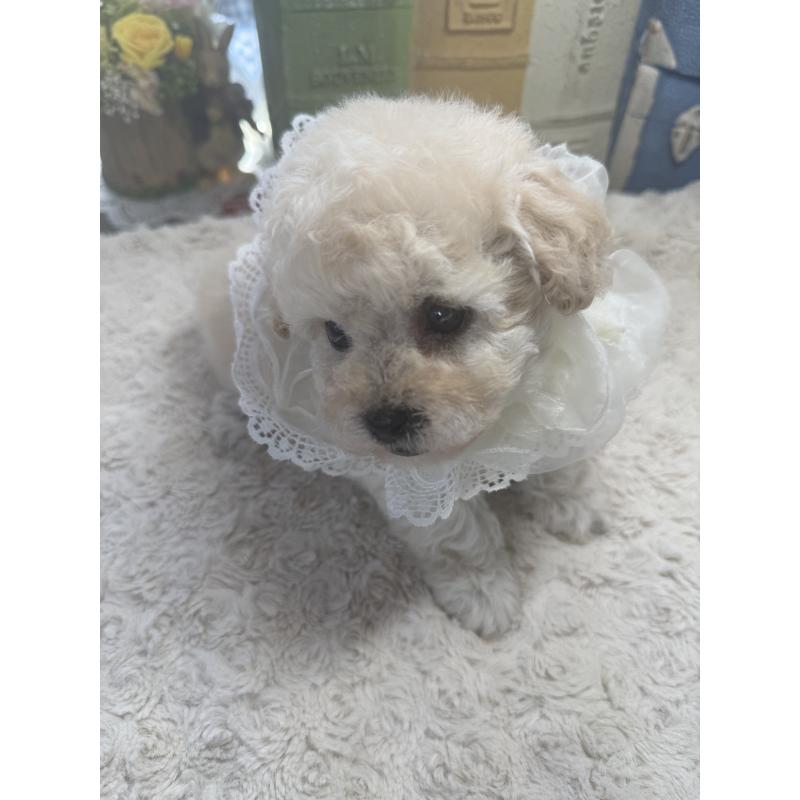 販売中の宮崎県のタイニープードル-450673の11枚目