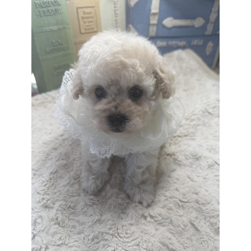 販売中の宮崎県のタイニープードル-450673の10枚目