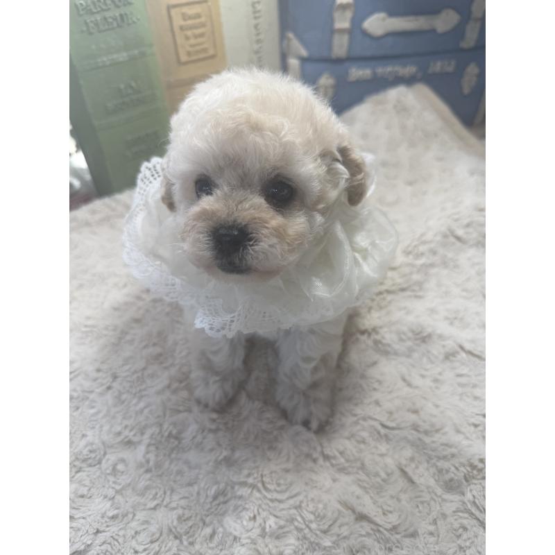 販売中の宮崎県のタイニープードル-450673の9枚目