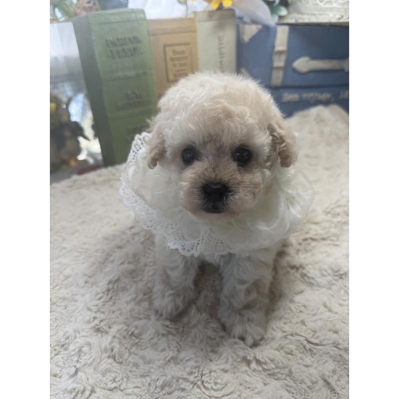 販売中の宮崎県のタイニープードル-450673の8枚目