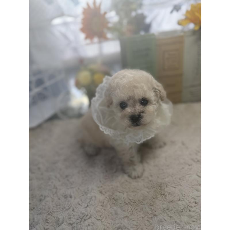 販売中の宮崎県のタイニープードル-450673の6枚目