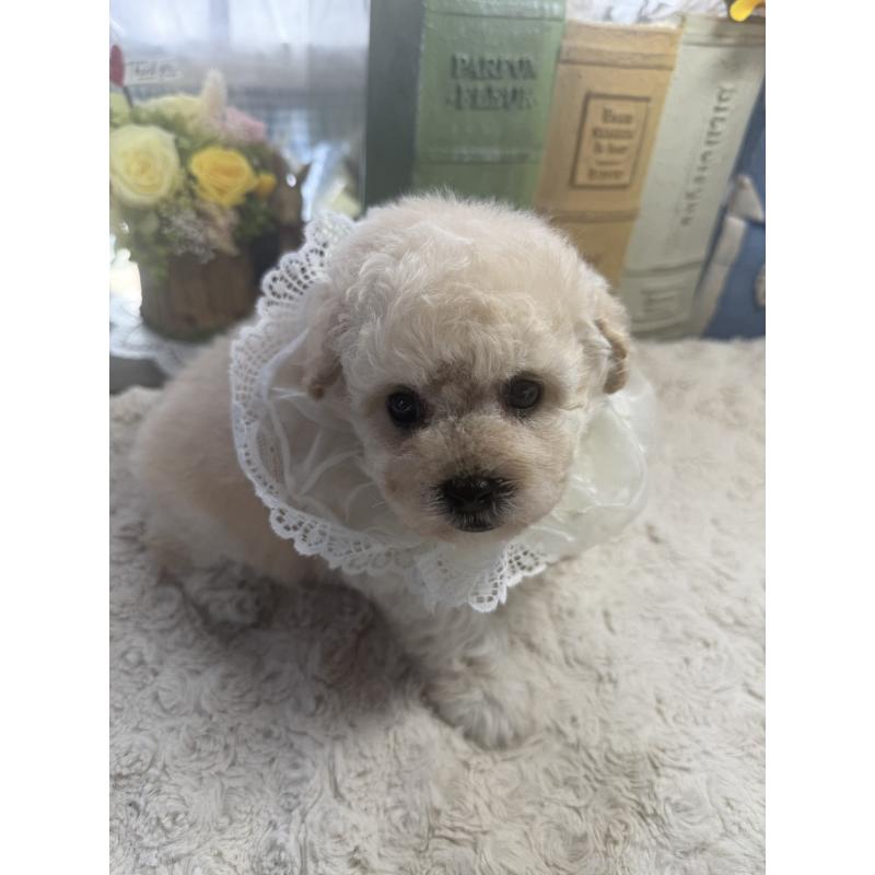 販売中の宮崎県のタイニープードル-450673の5枚目