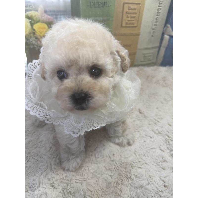 販売中の宮崎県のタイニープードル-450673の4枚目