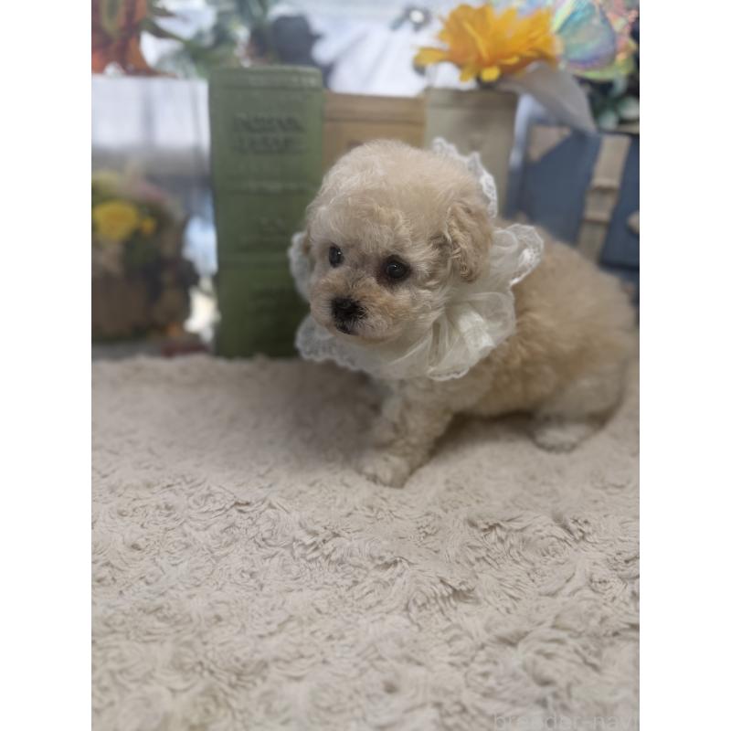 販売中の宮崎県のタイニープードル-450673の3枚目