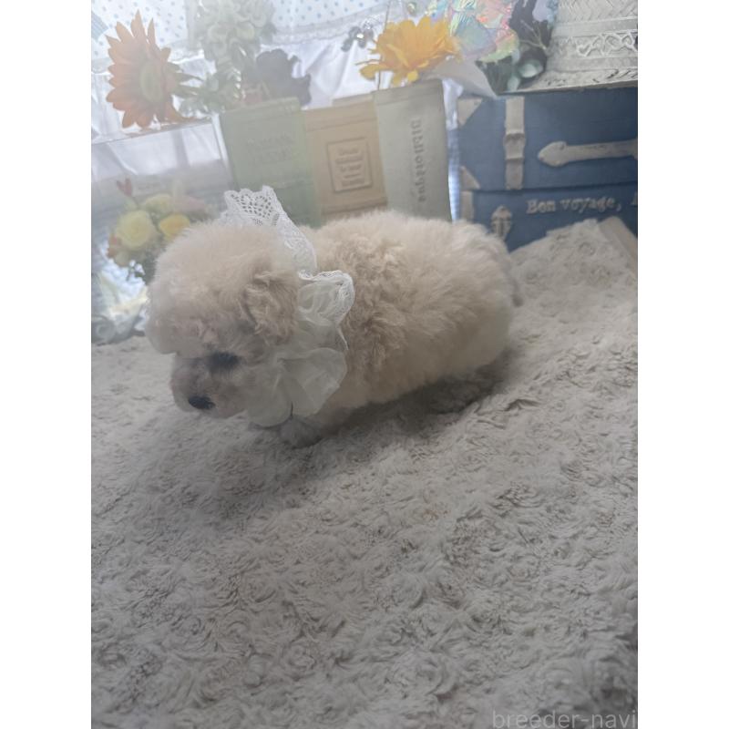 販売中の宮崎県のタイニープードル-450673の2枚目