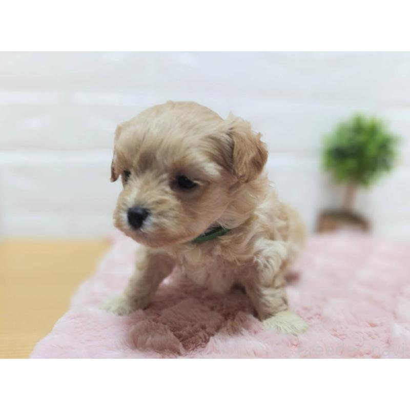 販売中の山形県のマルプー:マルチーズ×トイプードル-450671の3枚目