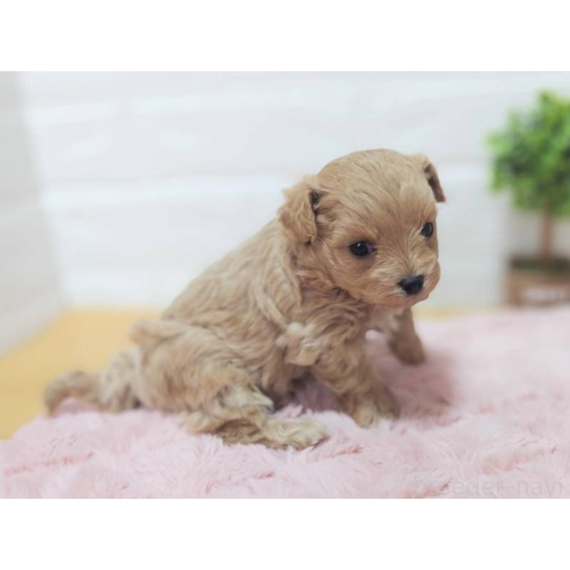 販売中の山形県のマルプー:マルチーズ×トイプードル-450672の2枚目