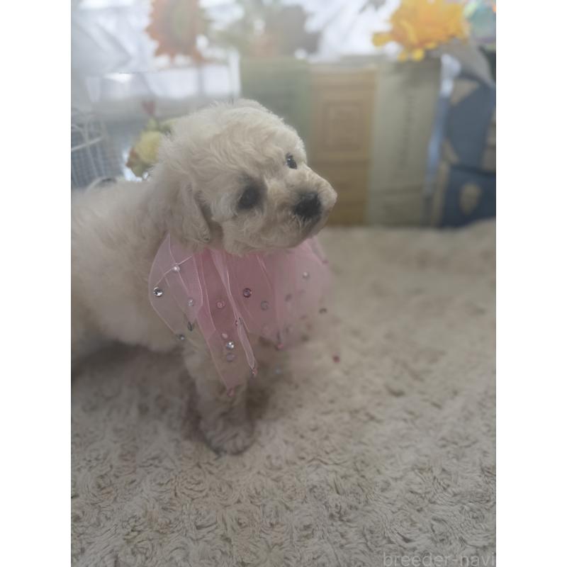 販売中の宮崎県のタイニープードル-450674の7枚目