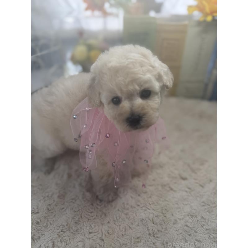 販売中の宮崎県のタイニープードル-450674の5枚目