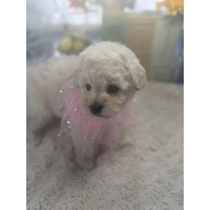 販売中の宮崎県のタイニープードル-450674の4枚目