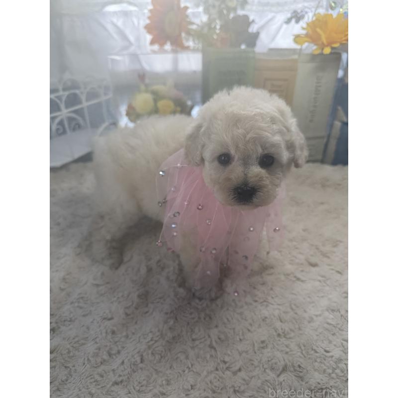 販売中の宮崎県のタイニープードル-450674の3枚目