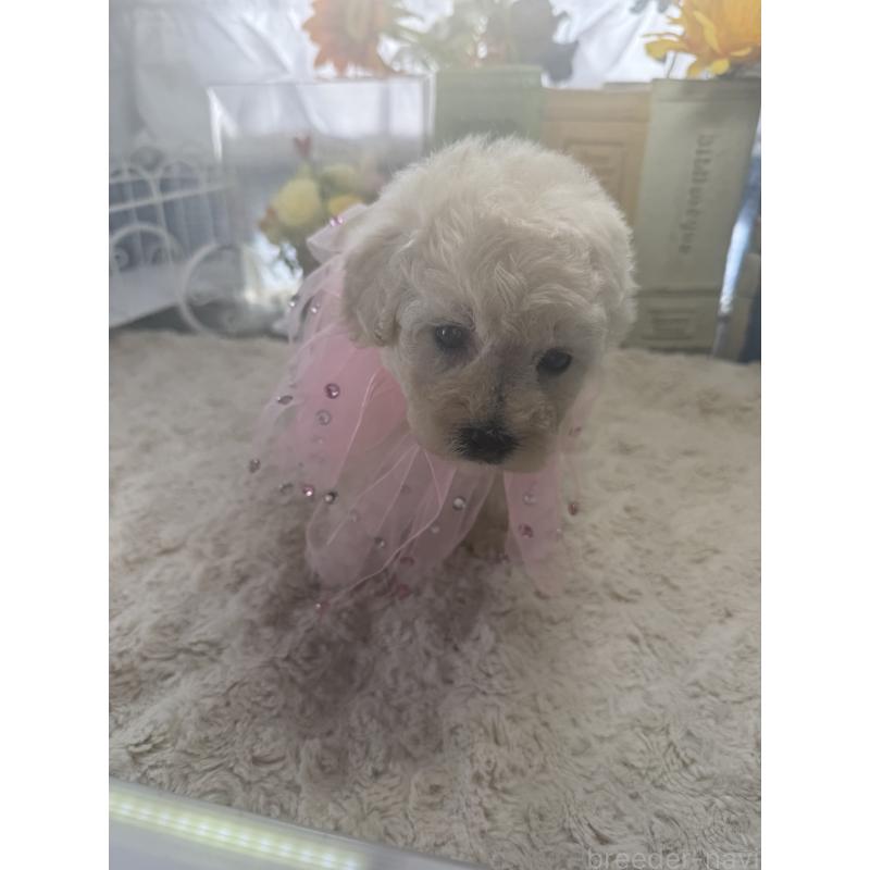 販売中の宮崎県のタイニープードル-450674の2枚目