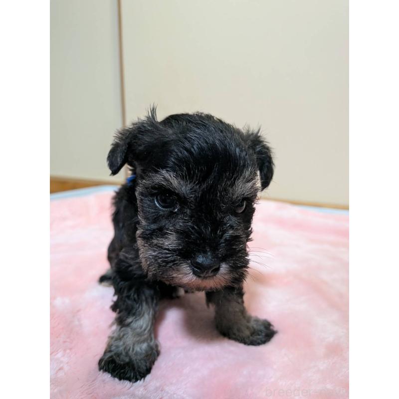 販売中の静岡県のミニチュアシュナウザー-450675の5枚目