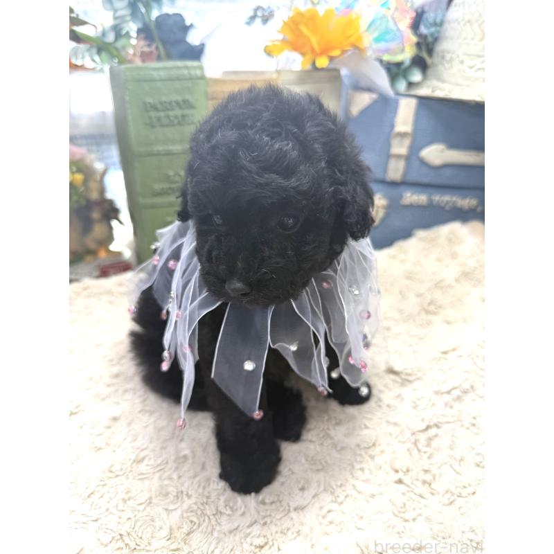 販売中の宮崎県のタイニープードル-450676の8枚目