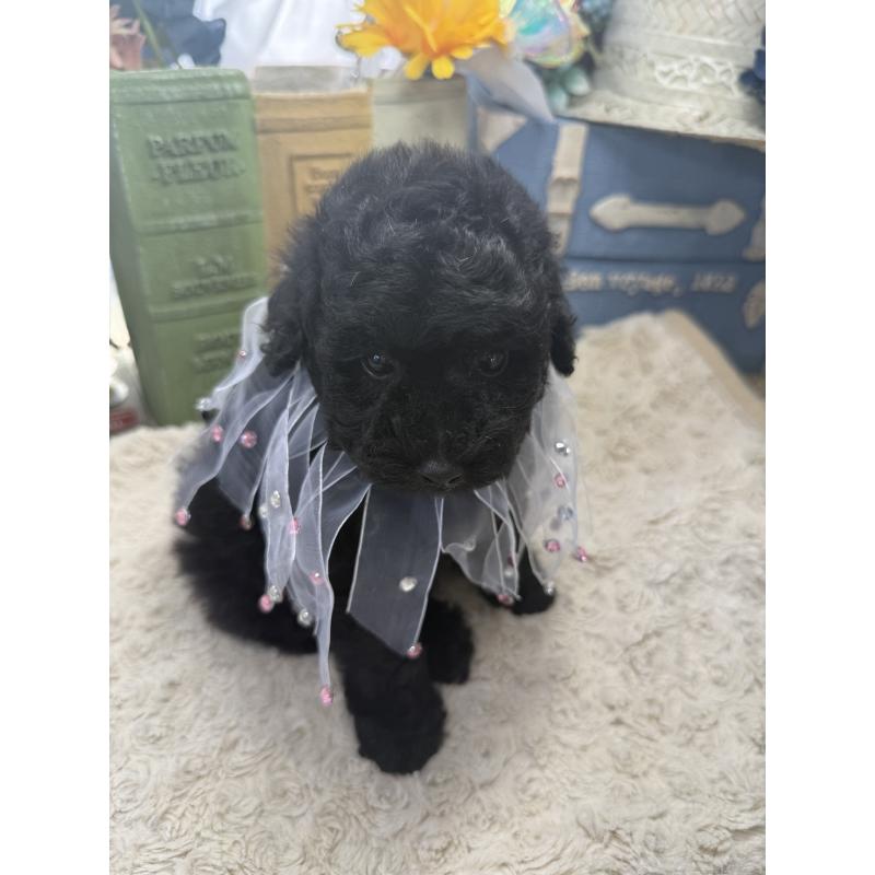 販売中の宮崎県のタイニープードル-450676の7枚目