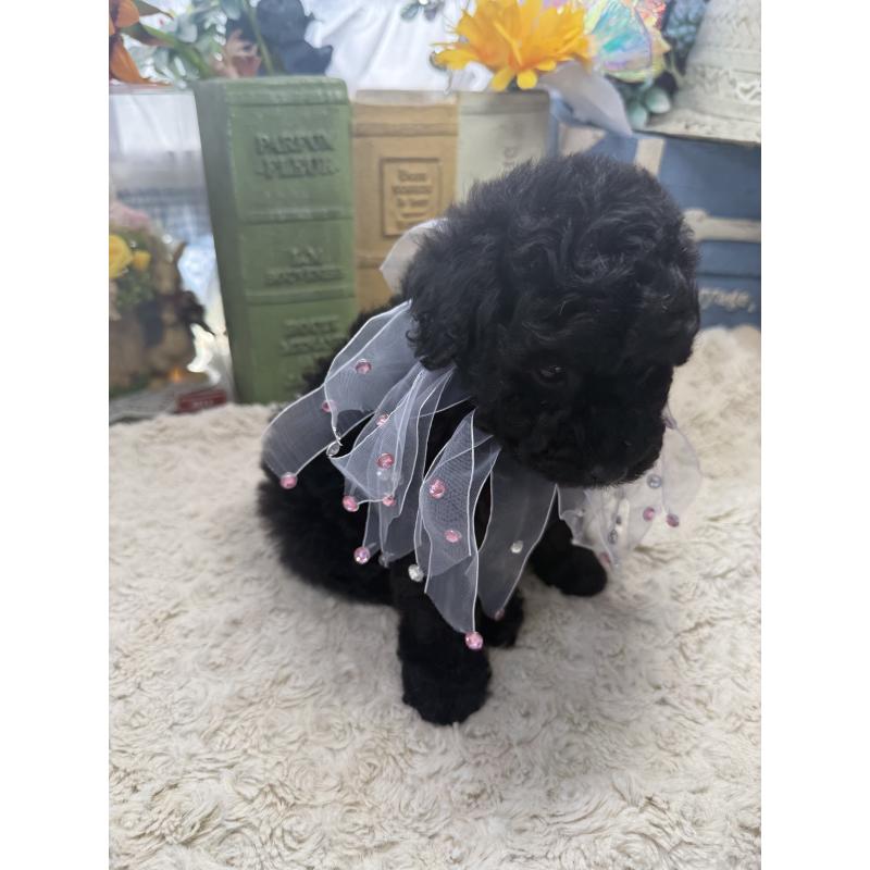 販売中の宮崎県のタイニープードル-450676の6枚目