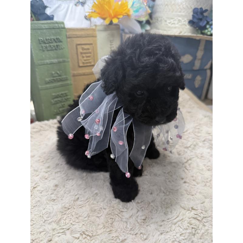 販売中の宮崎県のタイニープードル-450676の5枚目