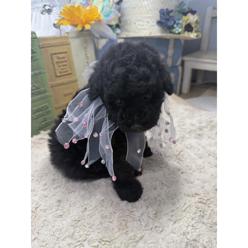 販売中の宮崎県のタイニープードル-450676の4枚目