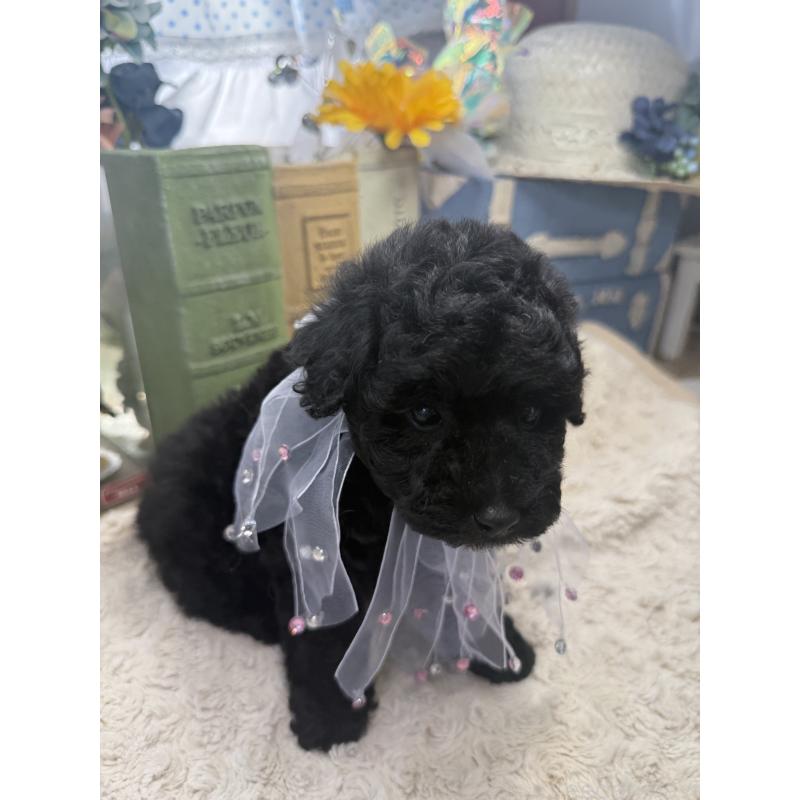 販売中の宮崎県のタイニープードル-450676の3枚目