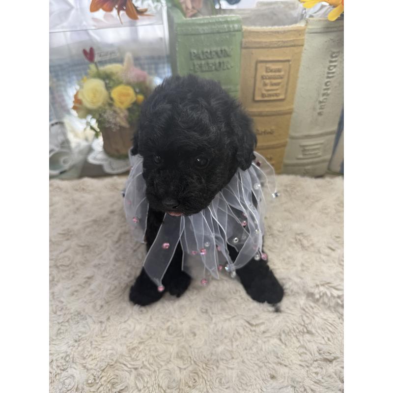 販売中の宮崎県のタイニープードル-450676の2枚目