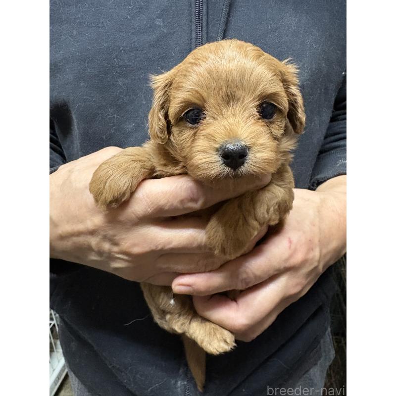 販売中の兵庫県のミックス犬-450677の1枚目