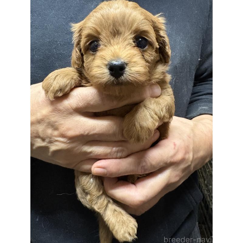 販売中の兵庫県のミックス犬-450677の5枚目