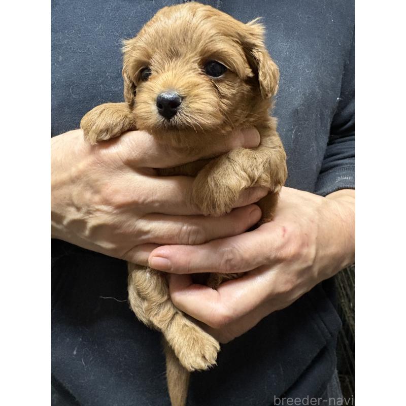 販売中の兵庫県のミックス犬-450677の4枚目