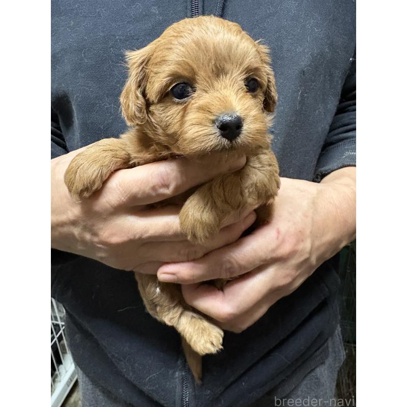 販売中の兵庫県のミックス犬-450677の3枚目