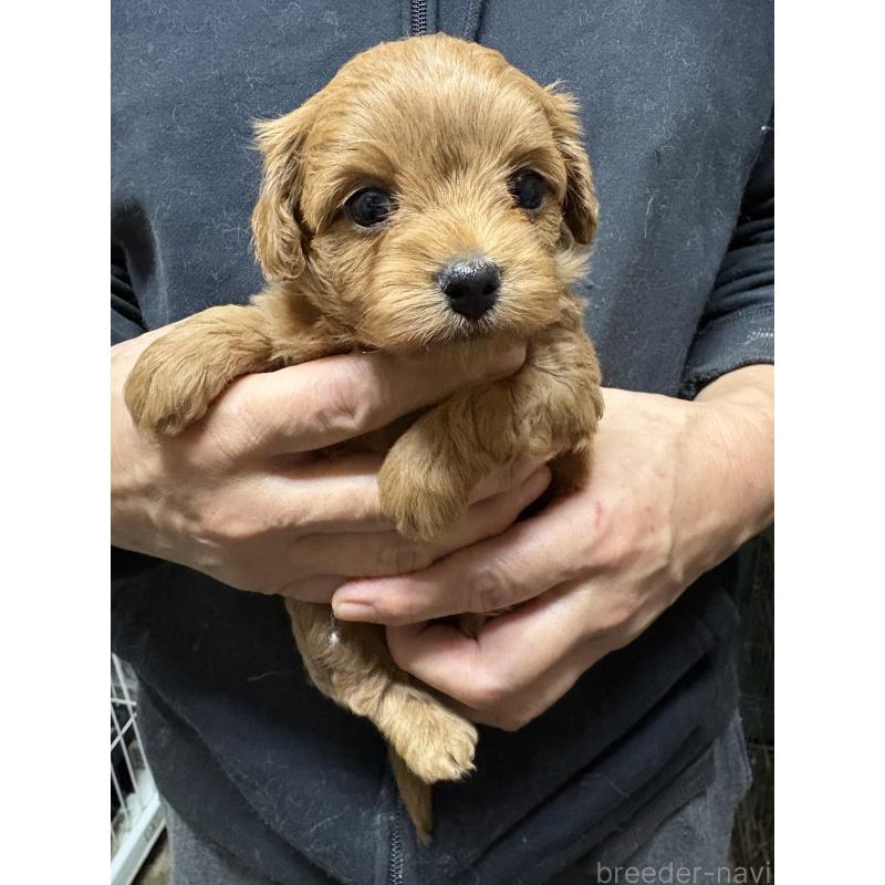 販売中の兵庫県のミックス犬-450677の2枚目