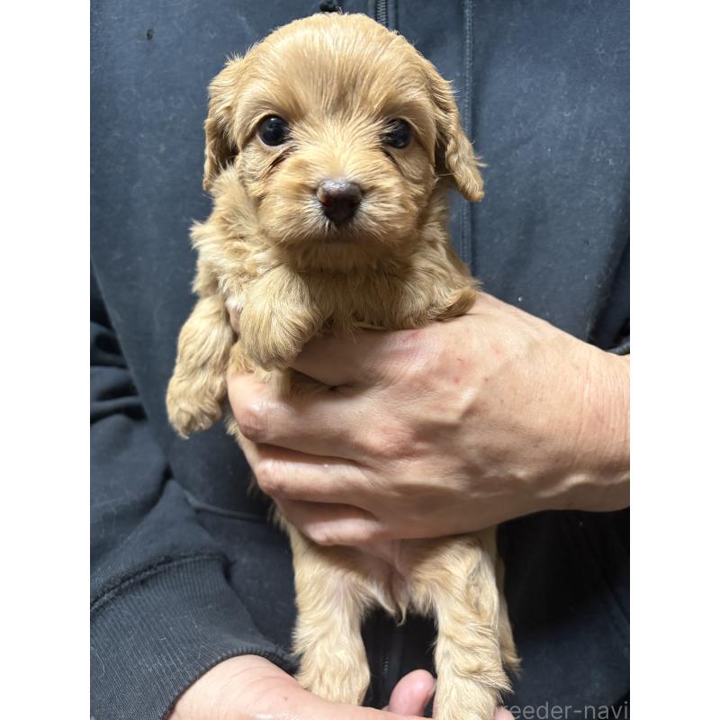 販売中の兵庫県のミックス犬-450678