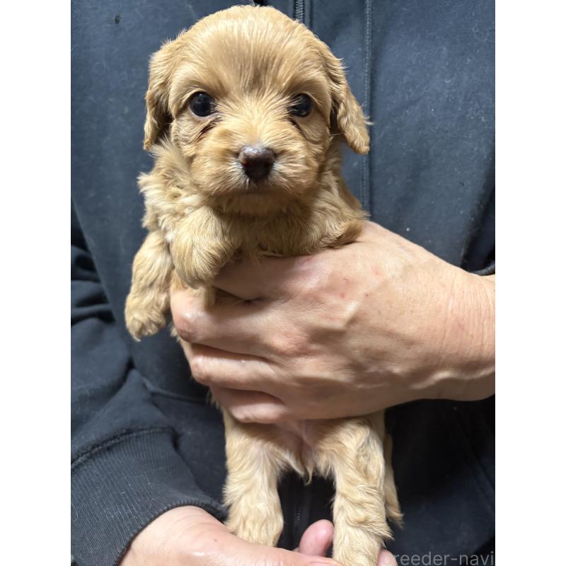 販売中の兵庫県のミックス犬-450678の6枚目