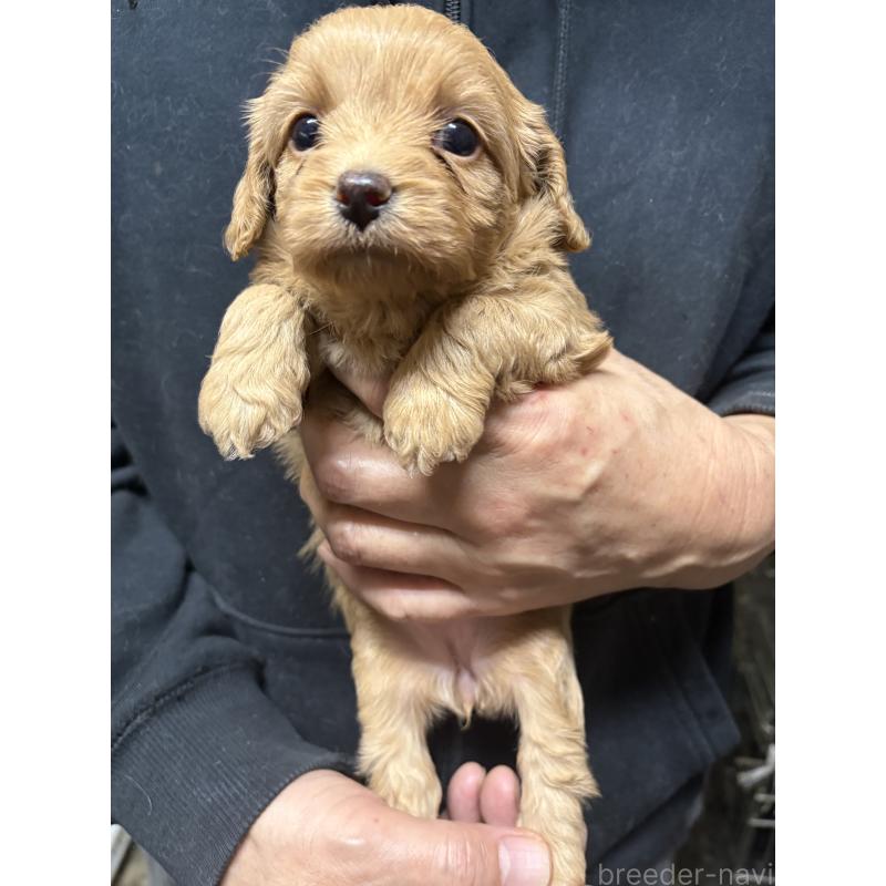 販売中の兵庫県のミックス犬-450678の5枚目