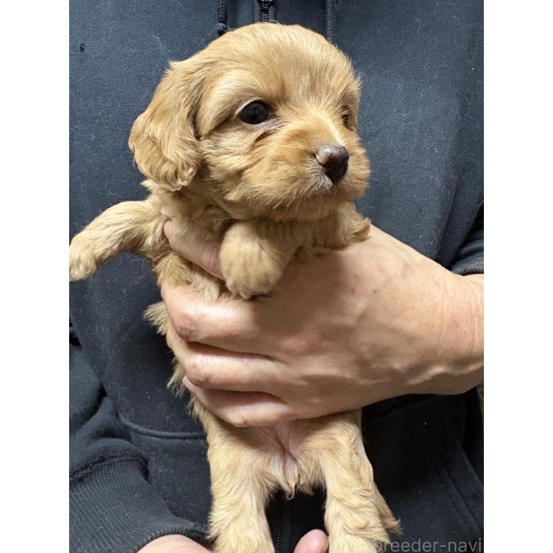 販売中の兵庫県のミックス犬-450678の4枚目