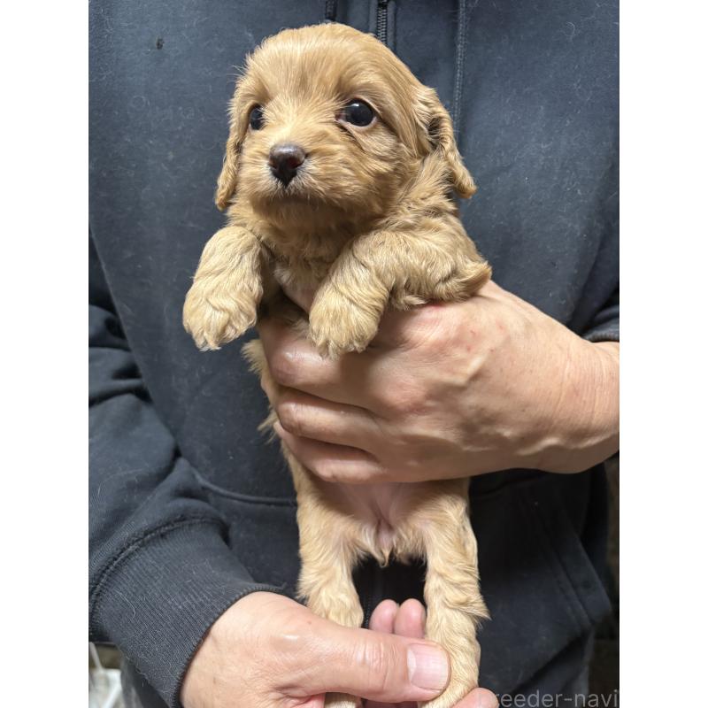 販売中の兵庫県のミックス犬-450678の3枚目