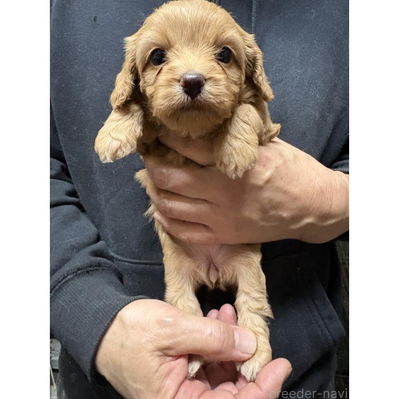 販売中の兵庫県のミックス犬-450678の2枚目