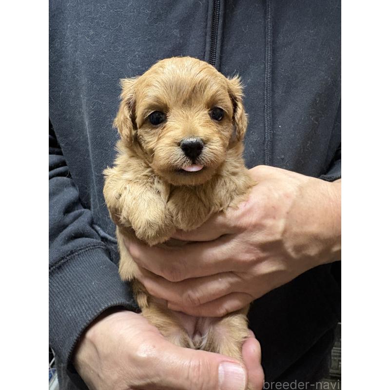 販売中の兵庫県のミックス犬-450679