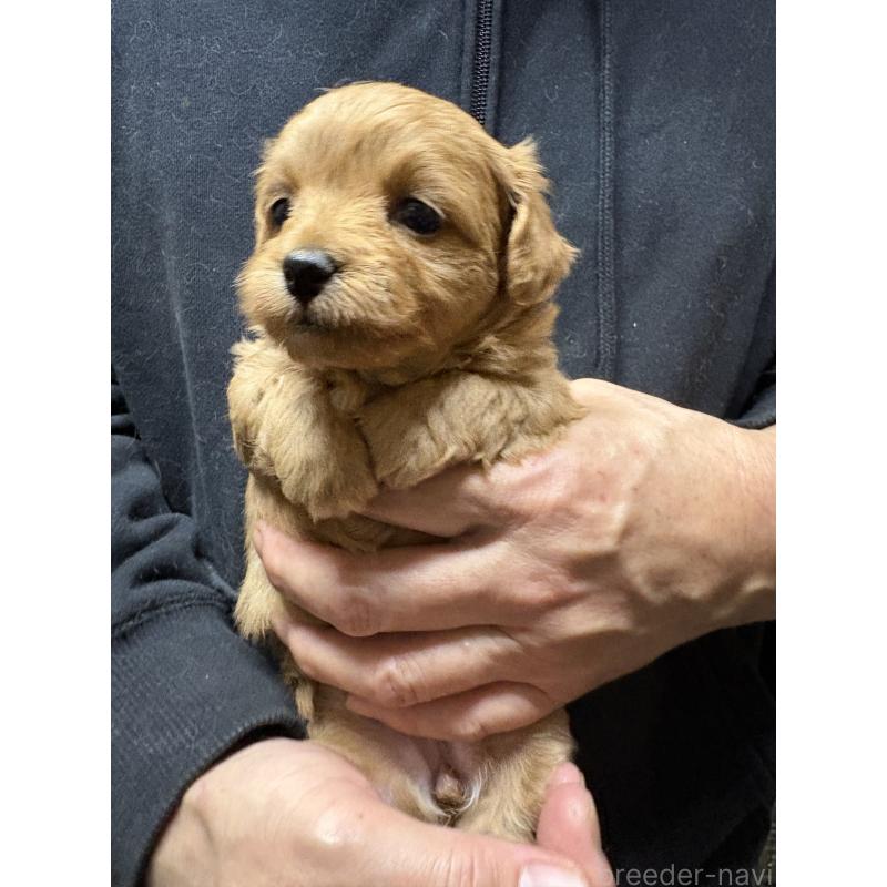 販売中の兵庫県のミックス犬-450679の6枚目